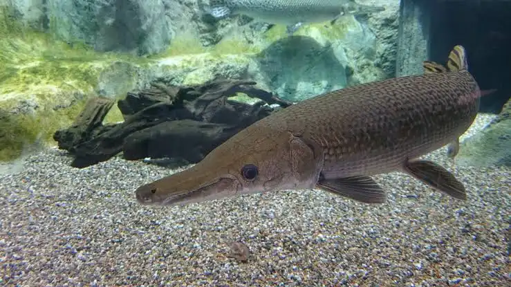 Alligator Gar (Atractosteus spatula) - En Büyük Balık Türü